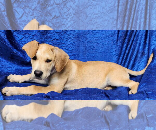 Medium Photo #6 Retriever -Unknown Mix Puppy For Sale in Cuba, NY, USA
