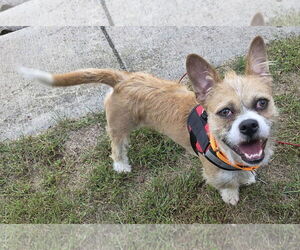 Medium Cairn Terrier Mix