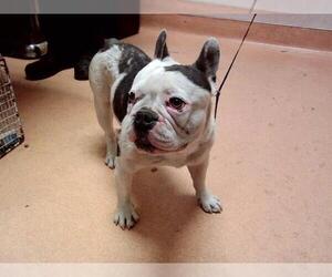 French Bulldog Dogs for adoption in Martinez, CA, USA