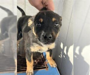 Labrador Retriever Dogs for adoption in Houston, TX, USA