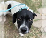 Small #1 American Pit Bull Terrier Mix