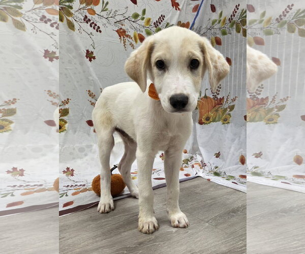Medium Photo #2 Beago Puppy For Sale in Attalka, AL, USA