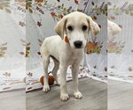 Small Photo #2 Beago Puppy For Sale in Attalka, AL, USA