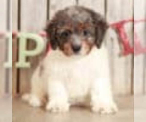 Full screen Photo #1 Bernedoodle (Miniature) Puppy For Sale in MOUNT VERNON, OH, USA