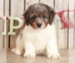 Small Photo #1 Bernedoodle (Miniature) Puppy For Sale in MOUNT VERNON, OH, USA