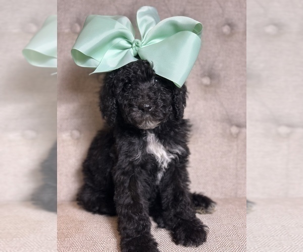 Medium Photo #3 Goldendoodle Puppy For Sale in SUMTER, SC, USA