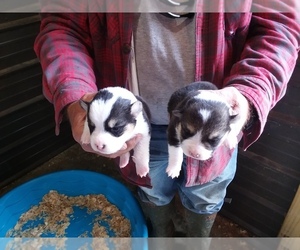Pembroke Welsh Corgi Puppy for sale in CUSTER, KY, USA