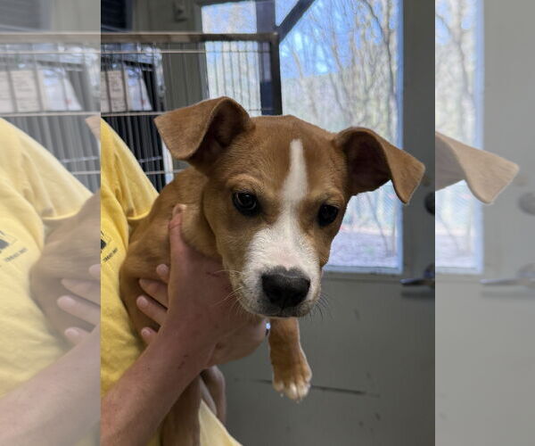 Medium Photo #1 Mutt Puppy For Sale in Staley, NC, USA