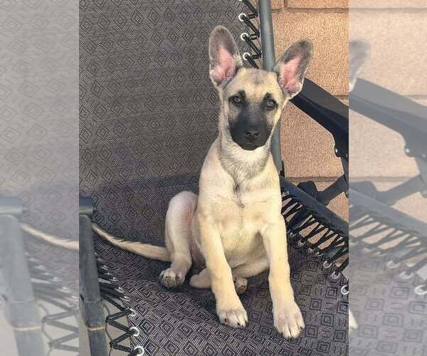 Medium Photo #4 Mutt Puppy For Sale in Imlay City, MI, USA