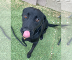 Small #2 Labrador Retriever