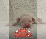 Small Photo #4 Chihuahua Puppy For Sale in SHERMAN, TX, USA