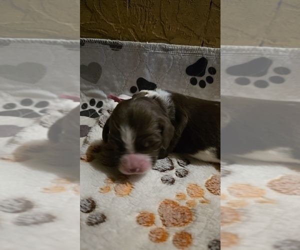 Medium Photo #8 Brittany Puppy For Sale in MOHAWK, NY, USA
