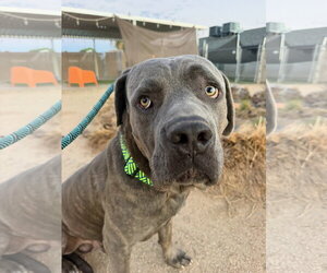 Mutt Dogs for adoption in Goodyear, AZ, USA