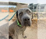 Maxwell - Male Mutt Dog for Adoption - Small photo