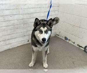 Siberian Husky-Unknown Mix Dogs for adoption in San Bernardino, CA, USA