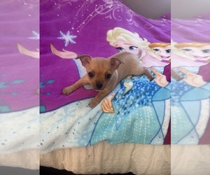 Chihuahua Puppy for sale in ONTARIO, CA, USA