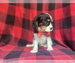 Small #8 Cavalier King Charles Spaniel