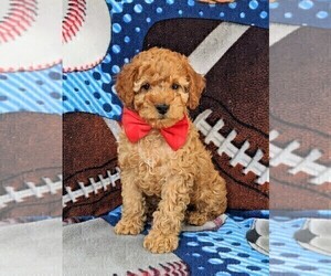 Cockapoo-Poodle (Miniature) Mix Puppy for sale in NOTTINGHAM, PA, USA