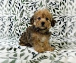 Small #2 Shorkie Tzu