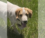 Small #5 Mutt
