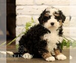 Small #2 Bernedoodle (Miniature)