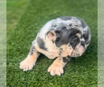 Small #7 English Bulldogge