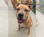 Small #2 Boxer-Staffordshire Bull Terrier Mix
