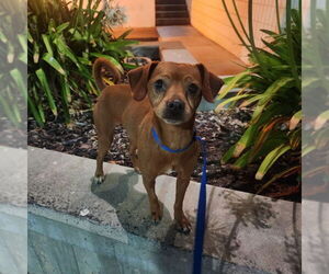 Basenji-Beagle Mix Dogs for adoption in San Francisco, CA, USA