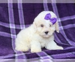 Small #7 Bichpoo