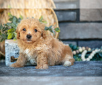 Small #4 Poovanese