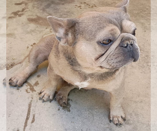 Medium Photo #3 French Bulldog Puppy For Sale in Apple Valley, CA, USA