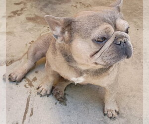 Nugget - Female French Bulldog Dog for Adoption - Photo #3