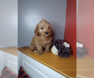 Goldendoodle (Miniature) Puppy for sale in INDIANAPOLIS, IN, USA