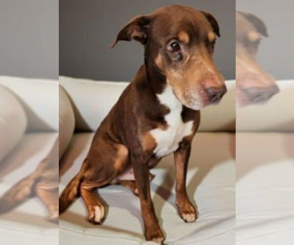 Medium Photo #3 Doberman Pinscher-Unknown Mix Puppy For Sale in Newfoundland, PA, USA