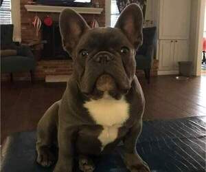 Father of the French Bulldog puppies born on 12/03/2021