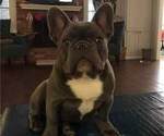 Small Photo #1 French Bulldog Puppy For Sale in LUBBOCK, TX, USA