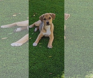 Beagle-Unknown Mix Dogs for adoption in Escondido, CA, USA