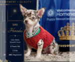 Small Photo #1 Chihuahua Puppy For Sale in ATHENS, GA, USA