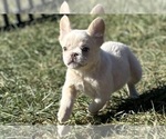 Small #11 French Bulldog