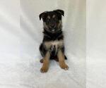 Small German Shepherd Dog Mix