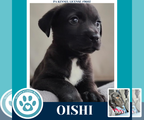 Medium Photo #3 Labrador Retriever Puppy For Sale in Kimberton, PA, USA