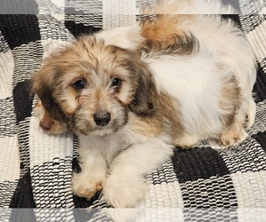 Dachshund Puppy for sale in KEOSAUQUA, IA, USA