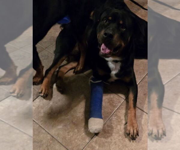 Medium Photo #4 Rottweiler Puppy For Sale in San Antonio, TX, USA
