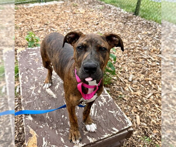 Medium Photo #1 American Pit Bull Terrier Puppy For Sale in Waterford, VA, USA