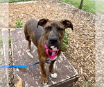 Small American Pit Bull Terrier