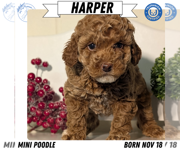 Medium Photo #13 Poodle (Miniature) Puppy For Sale in GOSHEN, IN, USA
