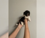 Small Photo #24 Havanese Puppy For Sale in ATHENS, GA, USA