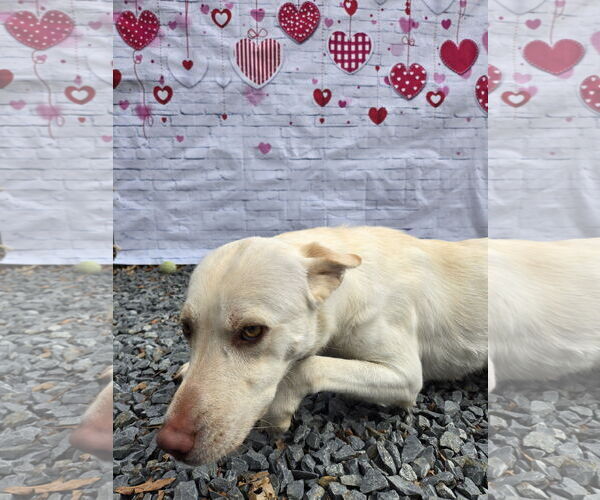 Medium Photo #3 Labrador Retriever-Unknown Mix Puppy For Sale in Albemarle, NC, USA