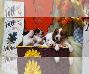 Jack Russell Terrier Puppy for sale in LINCOLN, IL, USA