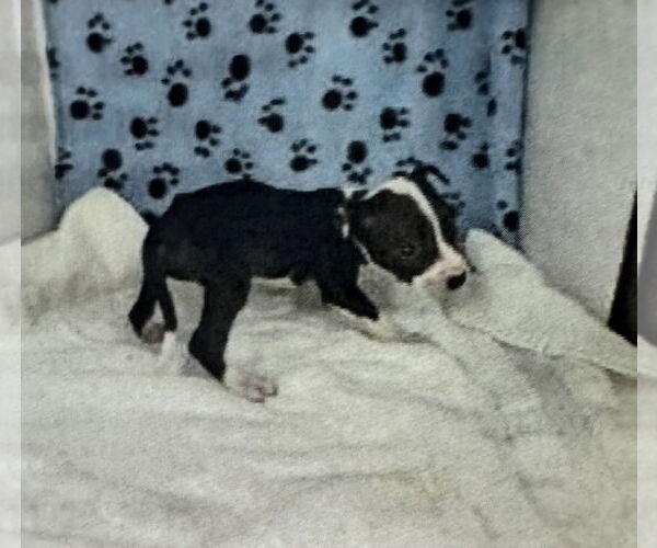 Medium Photo #2 Boston Huahua Puppy For Sale in Sanford, FL, USA